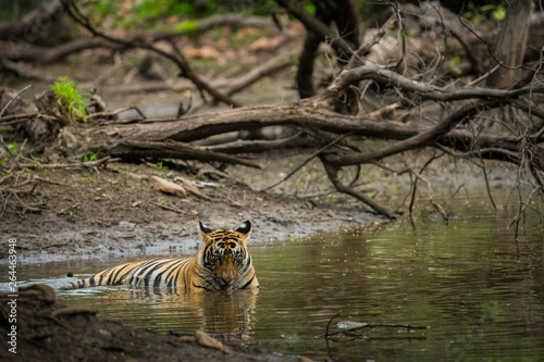 A bengal tiger (panthera tigris) closeup face quenching her thirst and cooling off in natural cold water in hot summers between rocks at Ranthambore National Park, Rajasthan, India	
