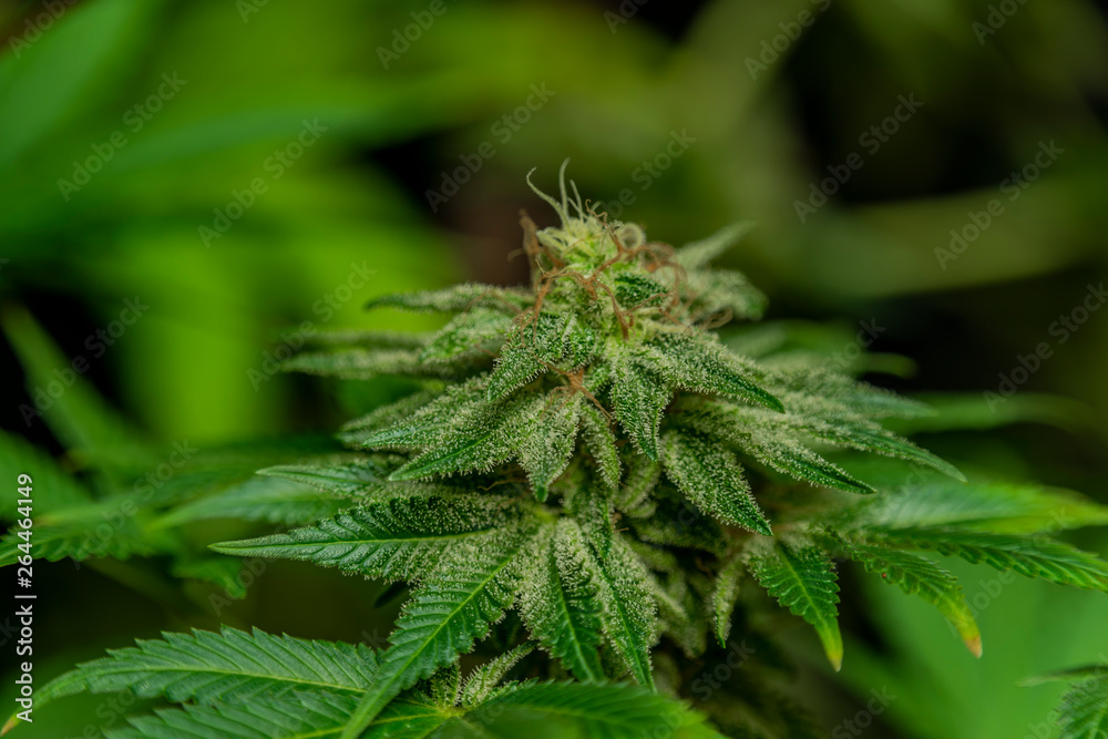 Afghan kush special variety of marijuana flower with aged blooms Afghan kush special variety of marijuana flower with aged blooms