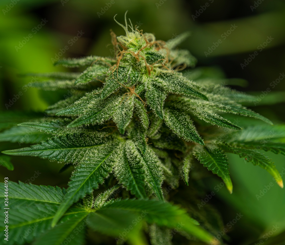 Afghan kush special variety of marijuana flower with aged blooms Afghan kush special variety of marijuana flower with aged blooms