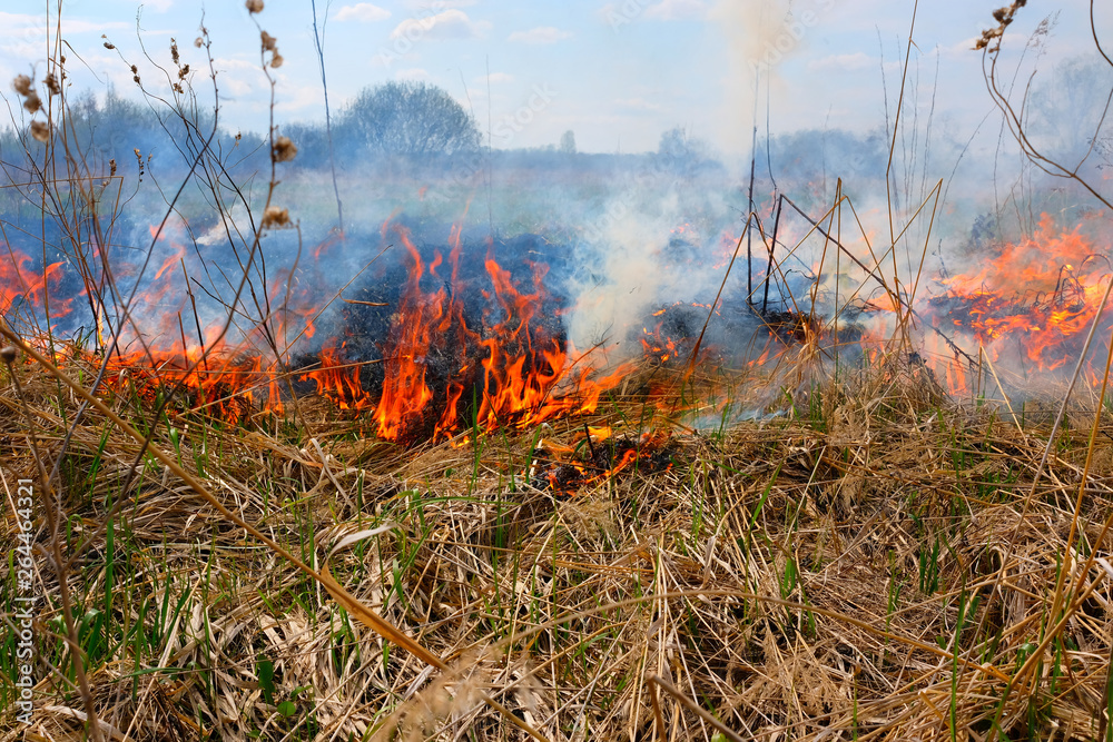 Burning  grass on the field. There is a danger and a fire hazard for the nearby forest and buildings. Rapid flame spread.