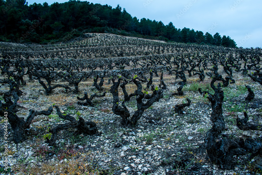 Fototapeta premium viñedo en invierno