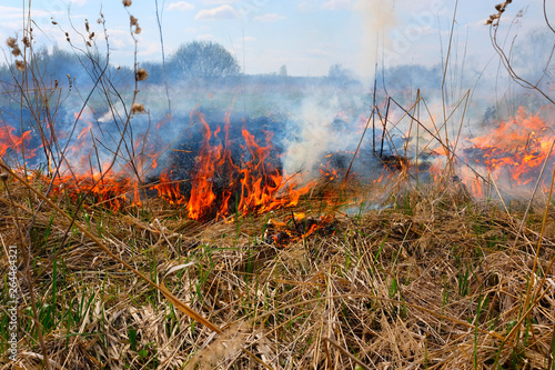 Burning  grass on the field. There is a danger and a fire hazard for the nearby forest and buildings. Rapid flame spread. © gogiya