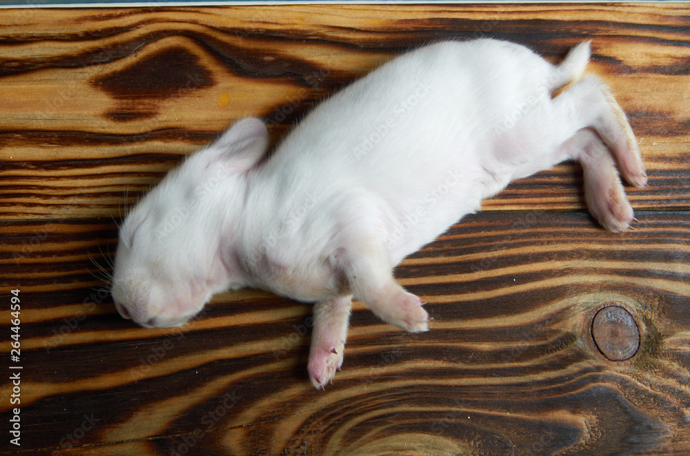 Fototapeta premium Dead white newborn rabbit