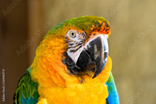 Macaw Parrot Portrait