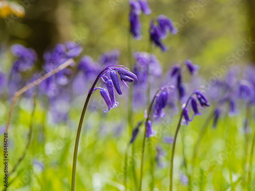 Bluebells in the Woods and bokeh background