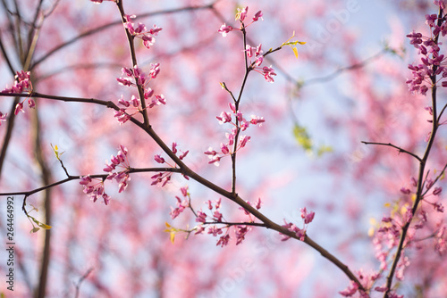 Pink flowering redbud tree in the spring