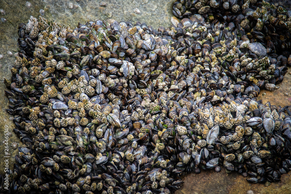 sea shells on rocks sea shells on rocks
