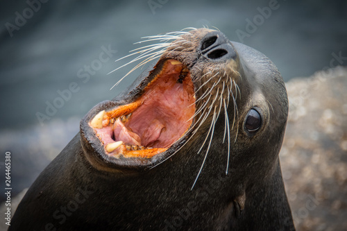 head of sea lion