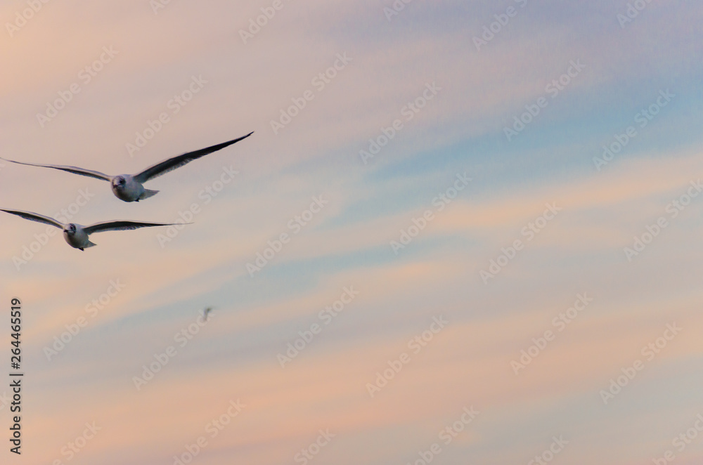 Fototapeta premium Seagul birds on the sea in the summer season