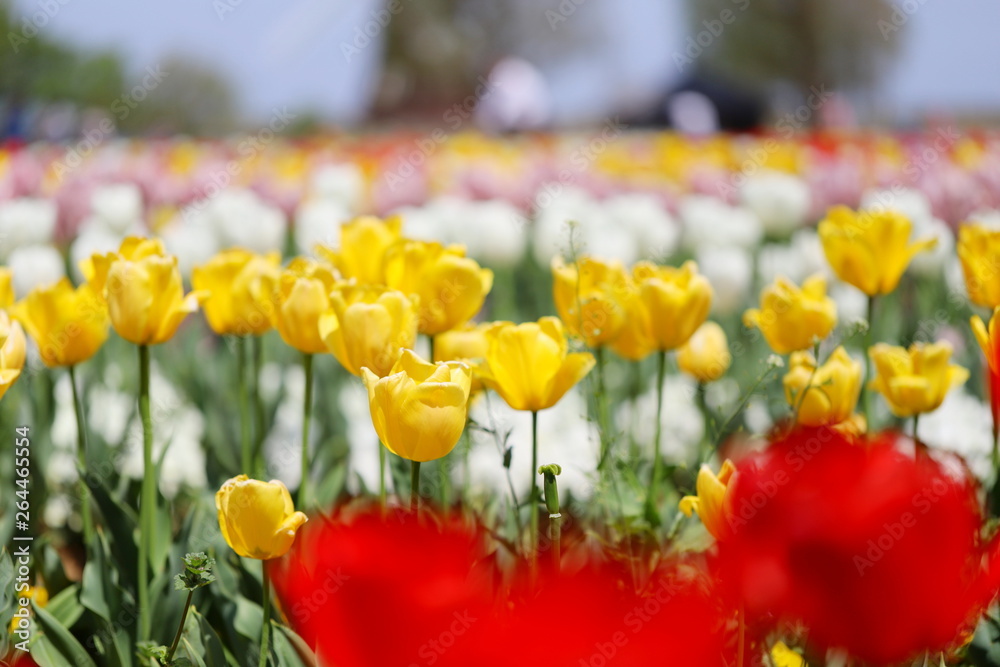 Obraz premium カラフルなチューリップ畑