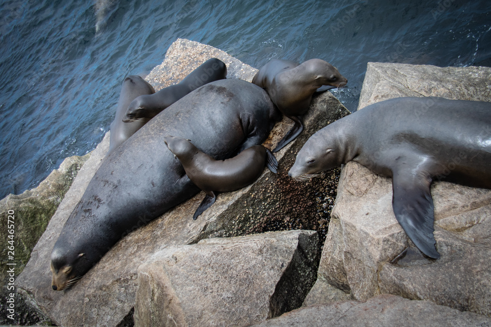Fototapeta premium sea lion family at rest
