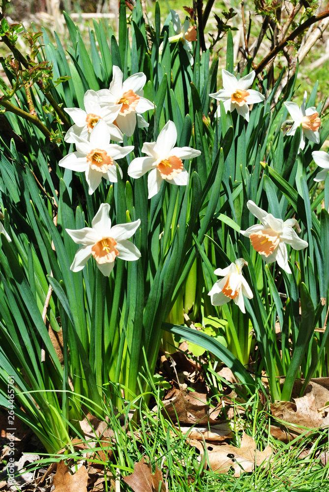 Colorful Early Spring Daffodils in a Garden Bed Colorful Early Spring Daffodils in a Garden Bed
