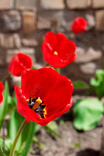 Red tulips in spring on blurred stone background