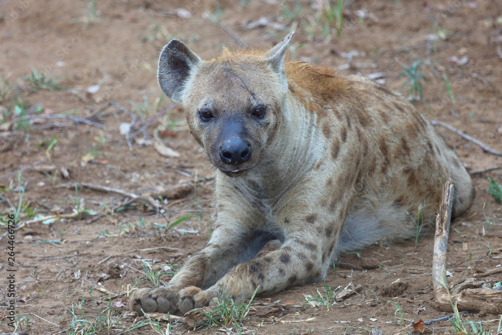Tüpfelhyäne / Spotted hyaena / Crocuta crocuta Tüpfelhyäne / Spotted hyaena / Crocuta crocuta