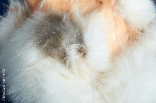 White fur and rabbit skin texture