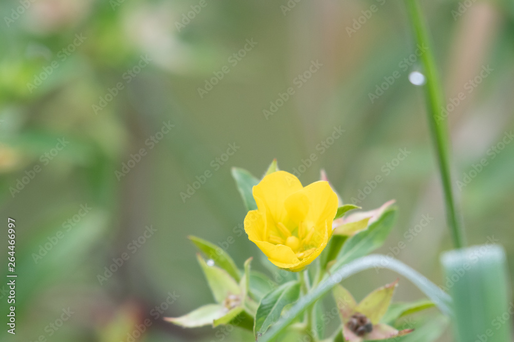 Yellow wild flower Primrose-willow (Ludwigia grandiflora) Yellow wild flower Primrose-willow (Ludwigia grandiflora)