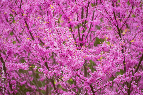 Φωτογραφία Pink flowering redbud tree in the spring