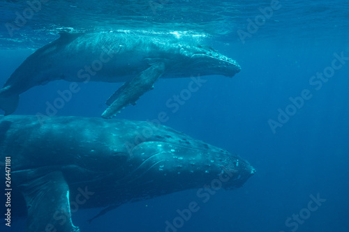 クジラ whale TONGA © Earth theater