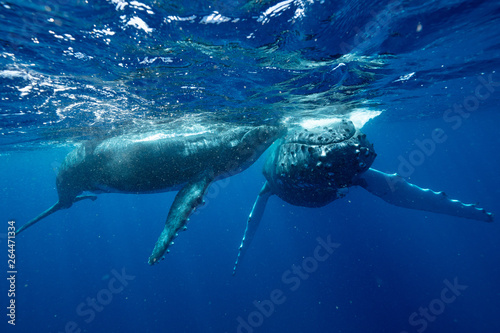           whale TONGA