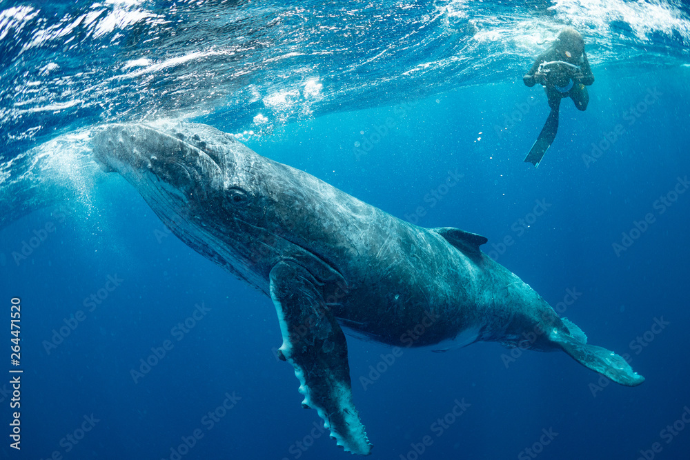 Fototapeta premium クジラ whale TONGA