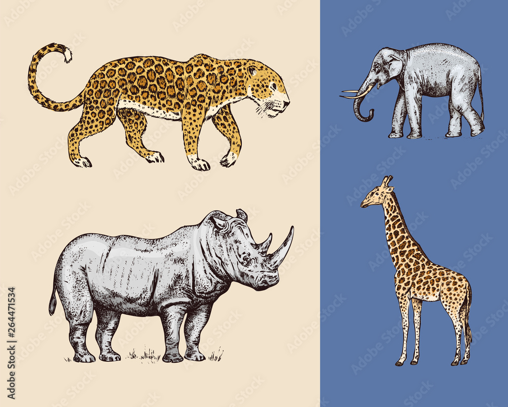 Obraz premium African animals. Rhinoceros Elephant Giraffe Leopard. Engraved hand drawn Vintage old monochrome safari sketch. Vector illustration.