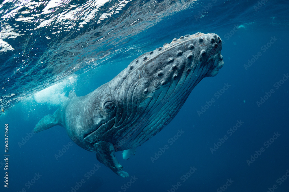 クジラ whale TONGA - obrazy, fototapety, plakaty 