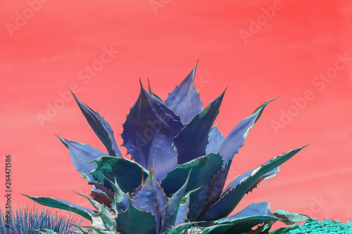 Surrealistic abstract blue succulent agave photo