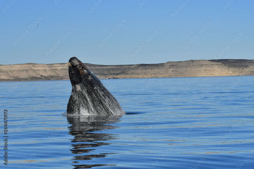 Fototapeta premium whale