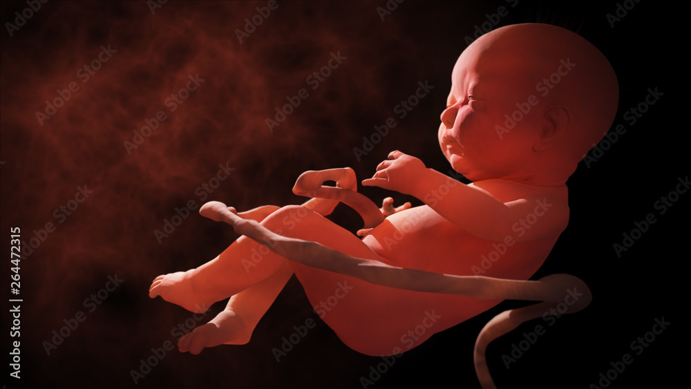 Child in the womb, embryo. 3d rendering  - obrazy, fototapety, plakaty 