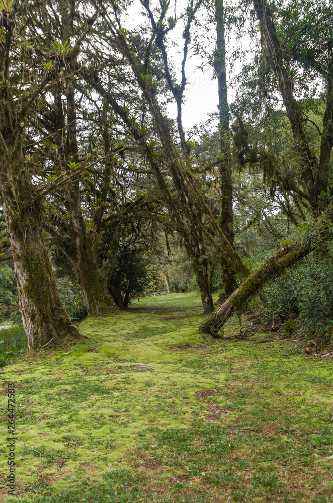 Mystical green forest of Brazil, mossy ground.