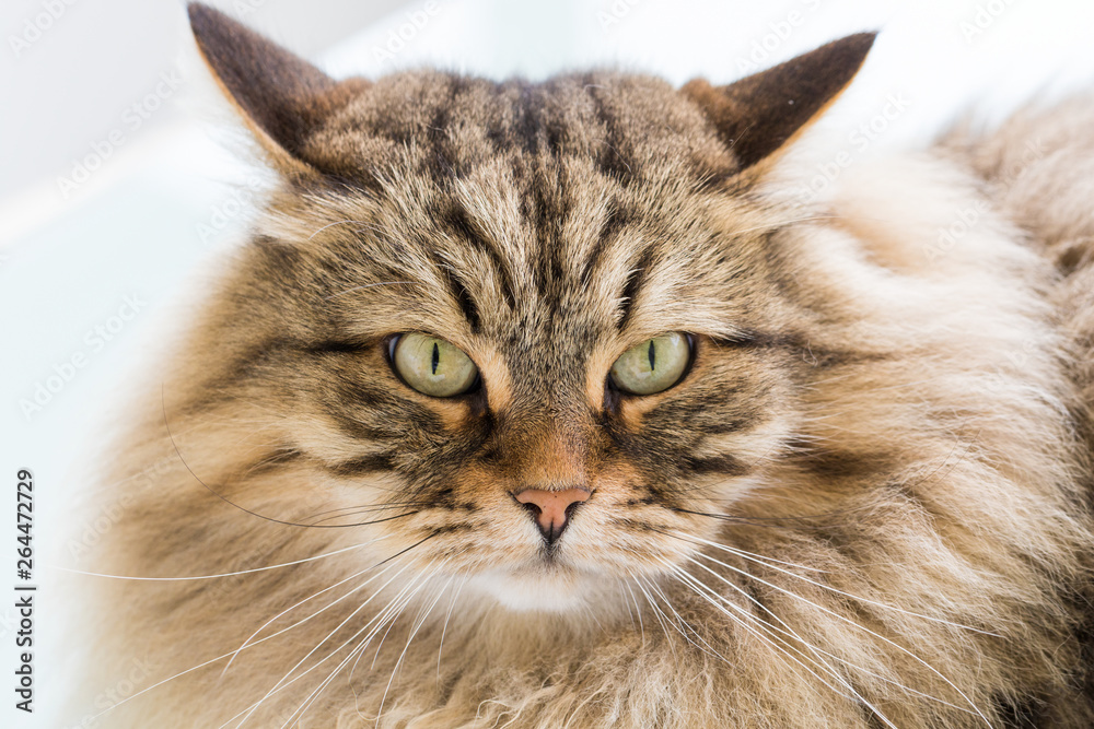 Long haired cat of siberian breed outdoor in relax Long haired cat of siberian breed outdoor in relax