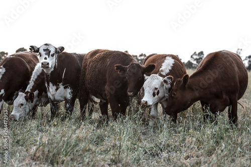 Cattle raising in the Province of Buenos Aires, Argentina