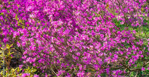 Blooming pink rhododendrons.