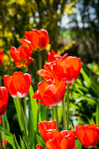 Tulpen im Fr  hling