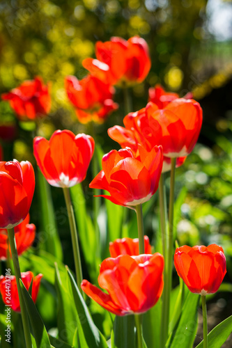 Tulpen im Frühling