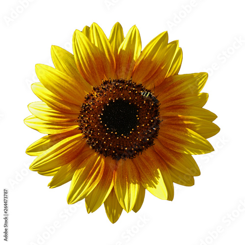 Fototapeta Naklejka Na Ścianę i Meble -  Sonnenblumen in voller Blüte