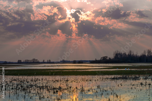 Biebrza Valley (Poland).  Backwaters near Goniadz town with birds in background at dusk photo