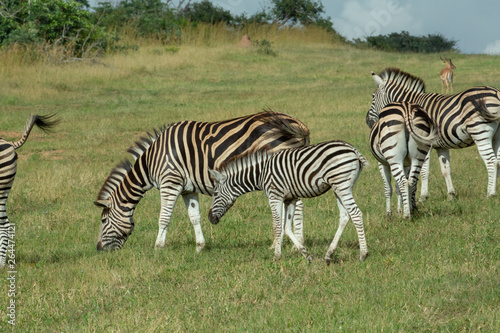 Zebra and general game in an open area feeding 