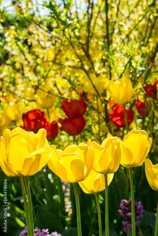 Fototapeta premium Tulpen im Frühling