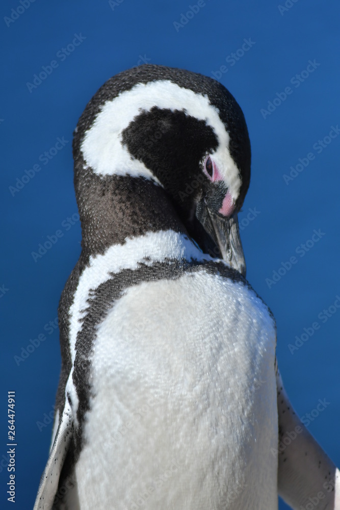 Naklejka premium penguin