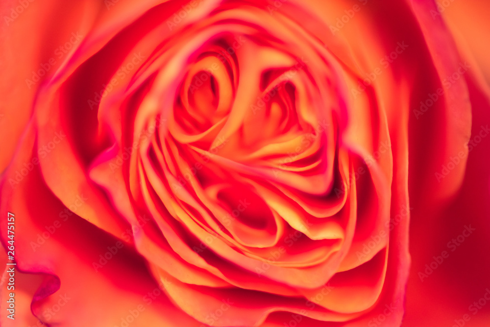 Obraz premium Beautiful delicate roses flower close up. Macro shot, soft selective focus photo. Floral vintage toned background