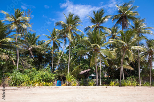 Tropical landscape with coconut trees and blue sky