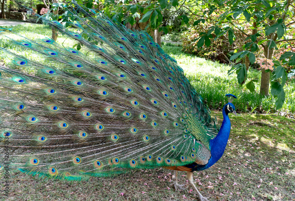 Obraz premium Peacock with feather open showing off for the females nearby