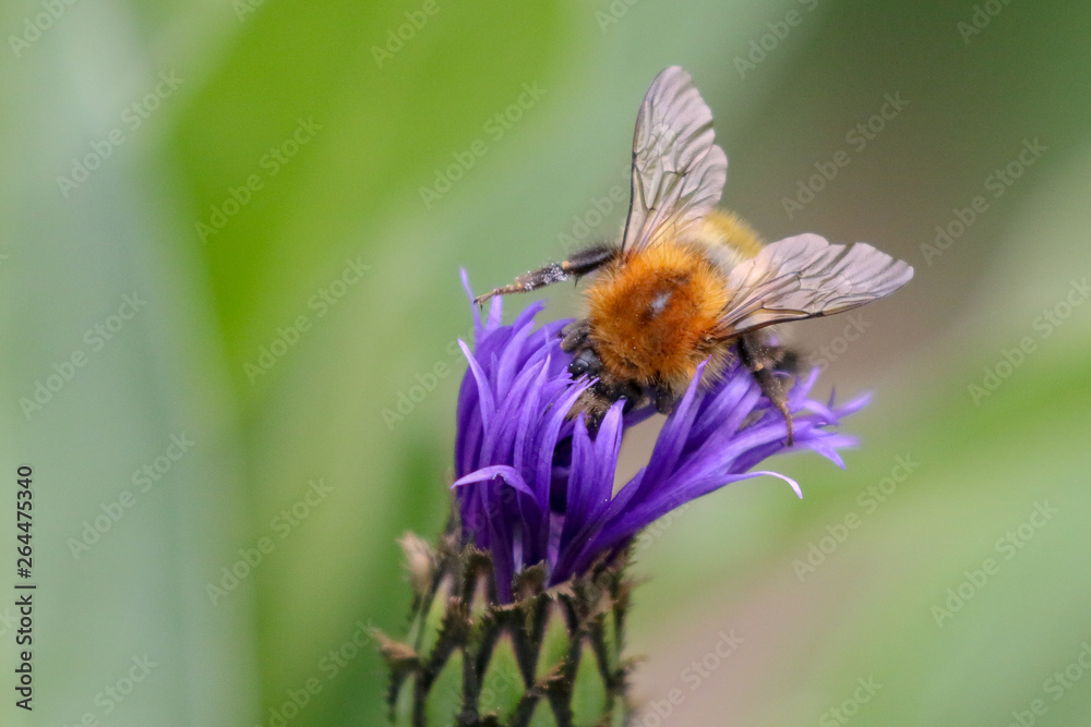 Spring Bee Spring Bee