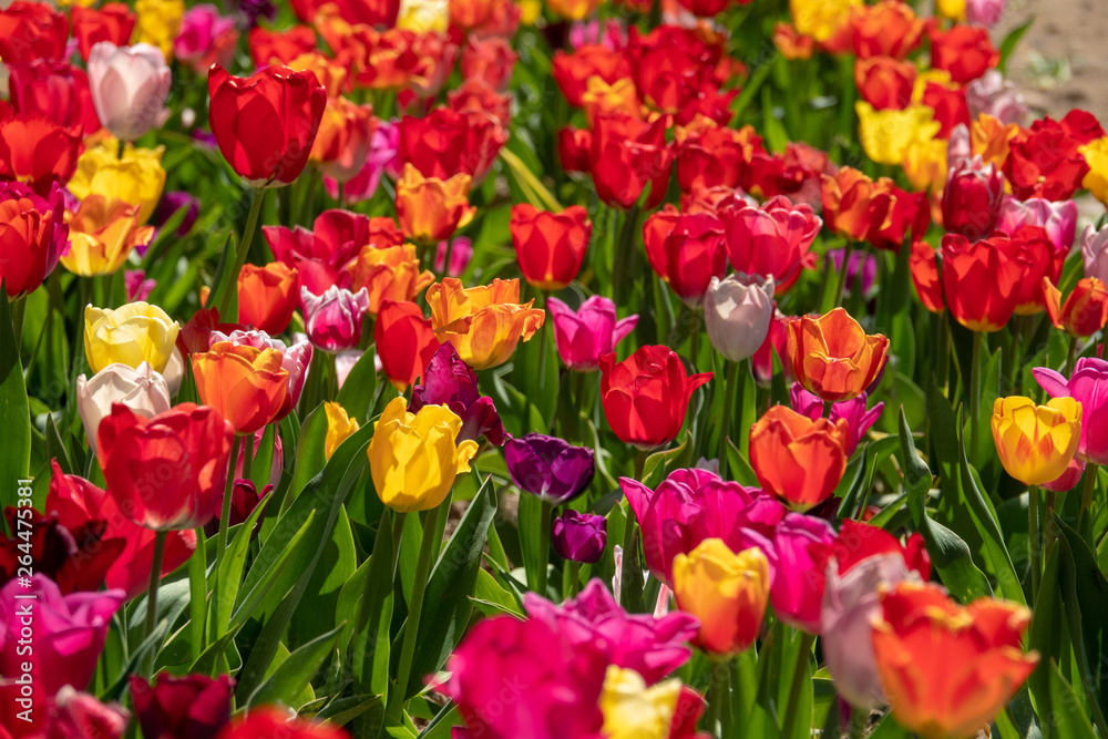 many colourful tulips stand on a tulip field