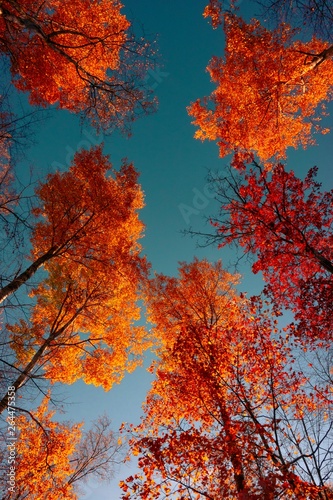 trees in autumn