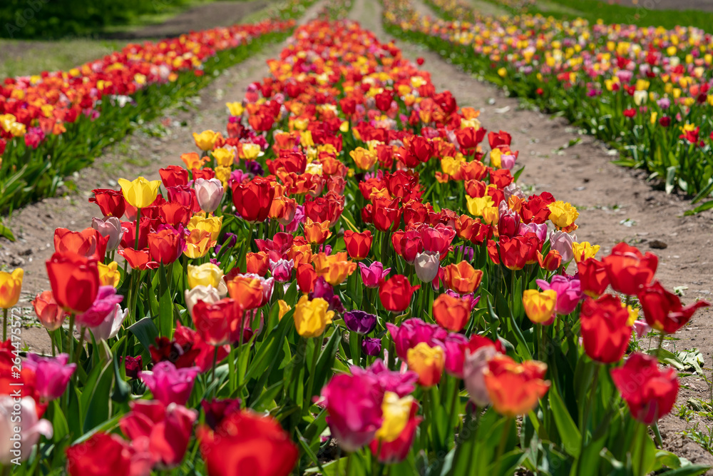 many colourful tulips stand on a tulip field many colourful tulips stand on a tulip field