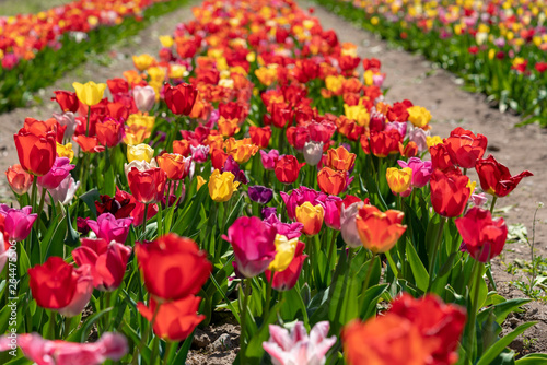many colourful tulips stand on a tulip field