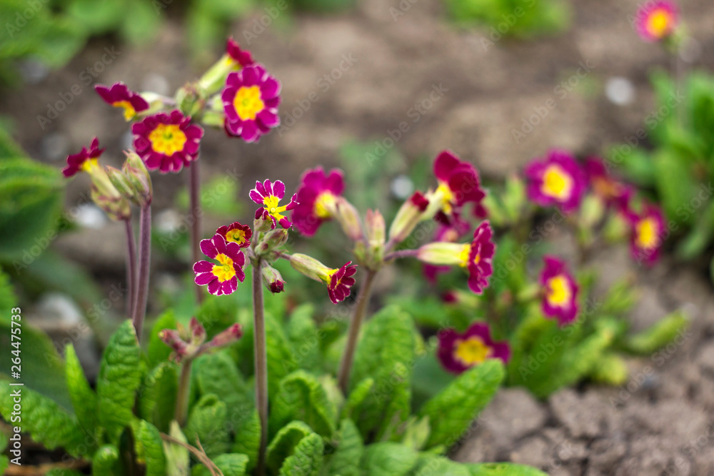 Red-crimson primrose elatior blooms in the garden. Bright spring flower for flower beds. The view from the top. Red-crimson primrose elatior blooms in the garden. Bright spring flower for flower beds. The view from the top.