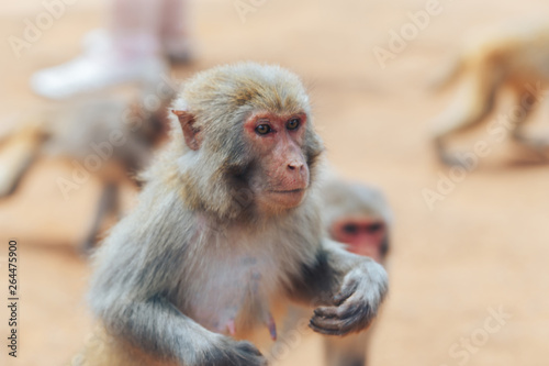 monkey © ventred